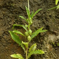 Hippobroma longiflora (L.) G.Don